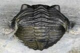Bargain, Hollardops Trilobite - Visible Eye Facets #178824-2